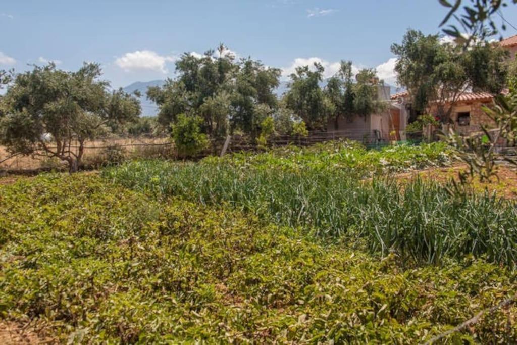 Episkopi-Chania Olive Tree Farm 200M From The Beach מראה חיצוני תמונה