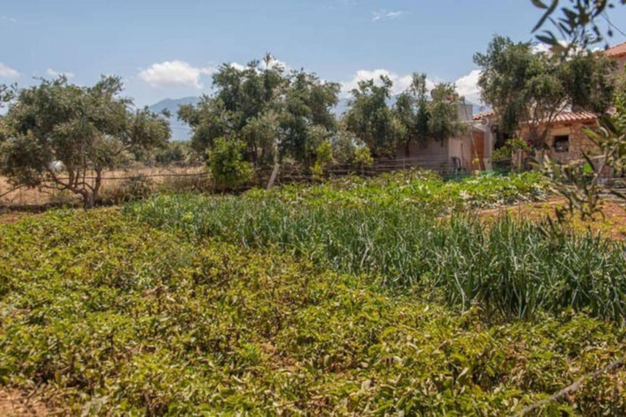 Episkopi-Chania Olive Tree Farm 200M From The Beach מראה חיצוני תמונה
