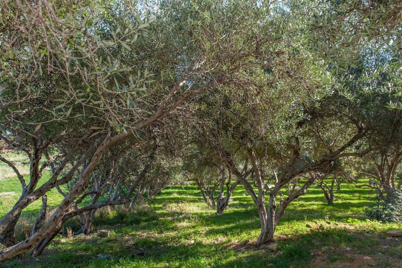Episkopi-Chania Olive Tree Farm 200M From The Beach מראה חיצוני תמונה