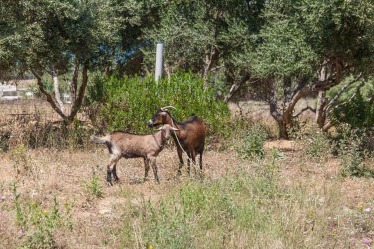 Episkopi-Chania Olive Tree Farm 200M From The Beach מראה חיצוני תמונה